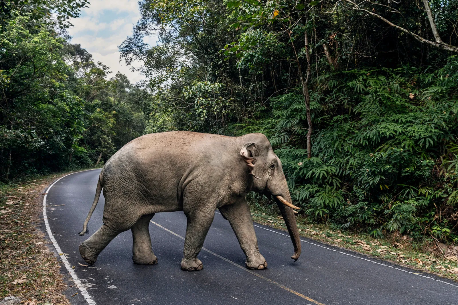 WORLD’S GREATEST PLACES – KHAO YAI NATIONAL PARK, THAILAND